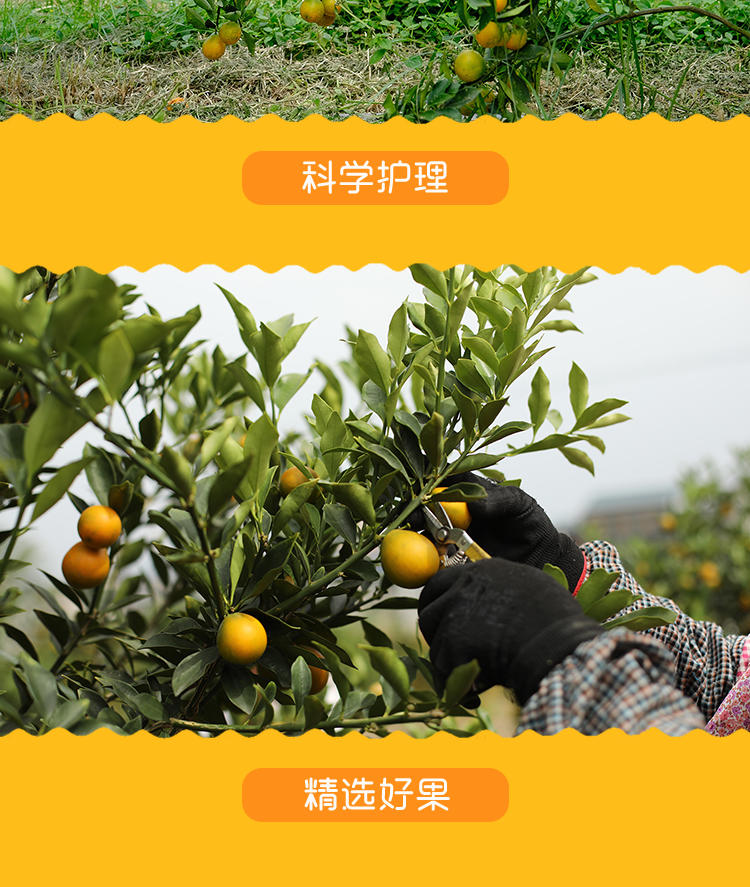 亲亲匠品融安脆蜜金柑秋冬上新啦 现摘现发 顺非包邮